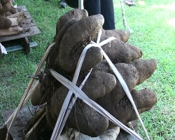 Rotuman yams